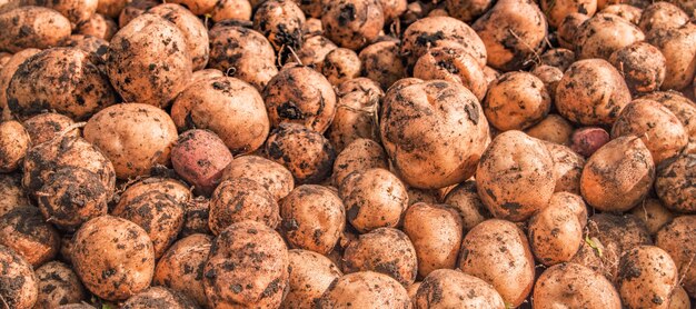 Banner, verse biologische bruine ongeschilde aardappelen op de versmarkt, achtergrond. Aardappeltextuur, voedselachtergrond.