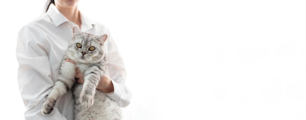 Banner Veterinarian doctor with small gray British kitten in his arms in medical animal clinic