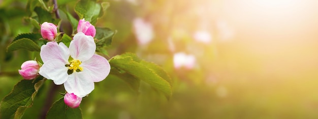 リンゴの花とテキストの無料の背景とバナー。リンゴの花