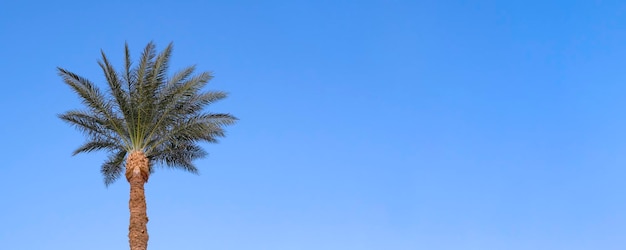 Banner with blue sky and palm top in sunny day Landscape with palm branches