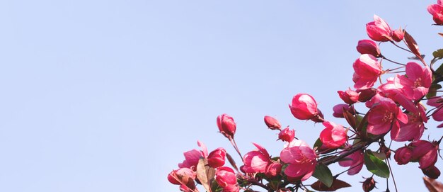 Banner with branch of flowering decorative pink apple tree in front of blue sky