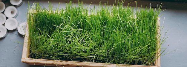 Banner with grass planted in a wooden box