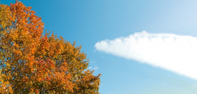 写真 青空の背景、テキストの場所、秋の風景に色とりどりのクローンのバナー