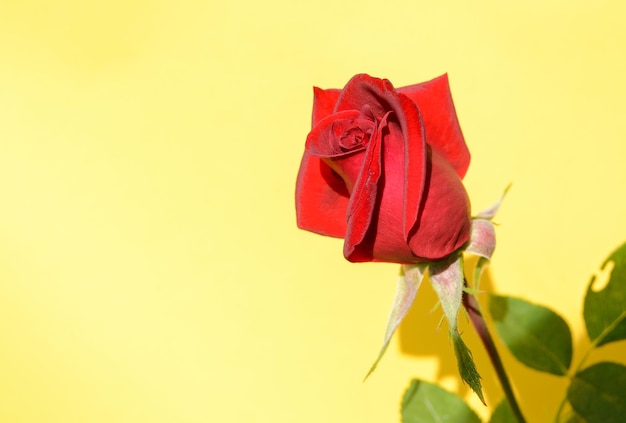 Banner with one red rose on a yellow background with a place for your text, BRIGHT SUNLIGHT.