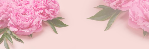 Banner with pink delicate peonies Romantic background with copyspace