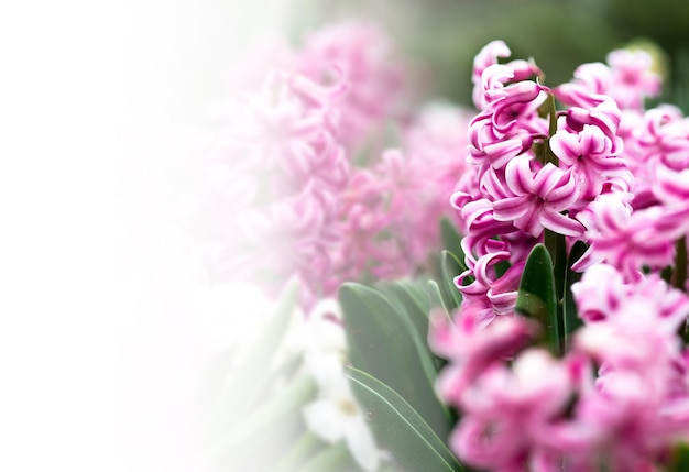 Banner with space for text Spring postcard with pink hyacinths