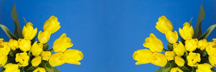 Фотография banner.yellow тюльпаны на синем фоне. скопируйте пространство. весенний фон.