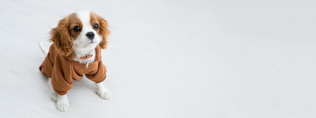 Bannerportret van een schattige puppy met een bruine hoodie Herfst- en winterkleren voor huisdieren Cavalier King Charles Spaniel Blenheim