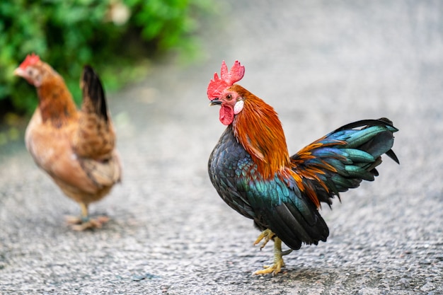 Bantam chickens or Ayam kate is any small variety of fowl, especially chickens