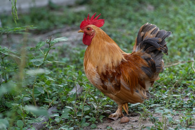 I polli bantam allevano polli allevati per la bellezza.