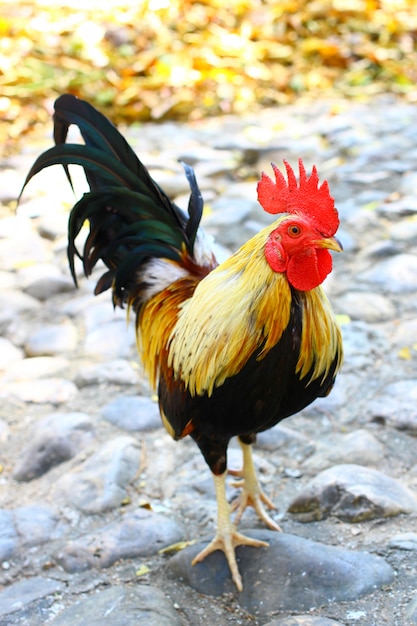 bantam cock rooster in outdoor area