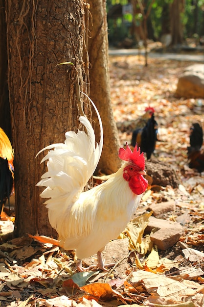 The bantam cock  rooster in the outdoor area