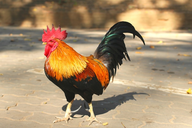 bantam rooster in the outdoor area