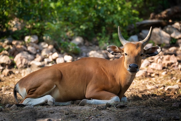 Photo banteng bos javanicus or red bull wild life animal in southeast asia sitting on the grass and looking at cameraanimal conservation and protecting ecosystems concept