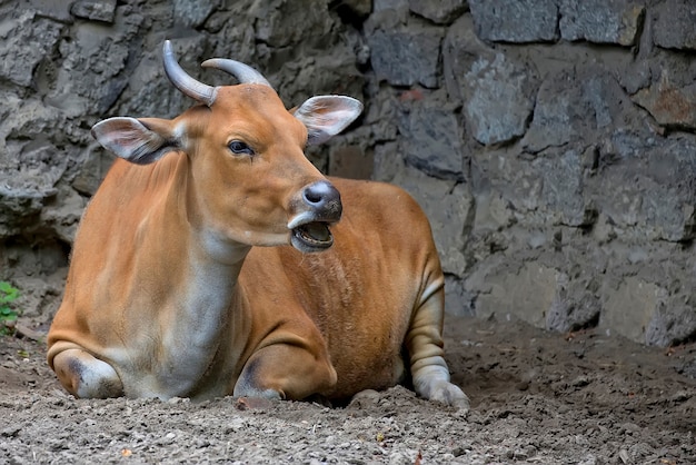 Banteng in a clearing