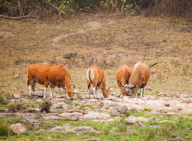 Banteng in het wild