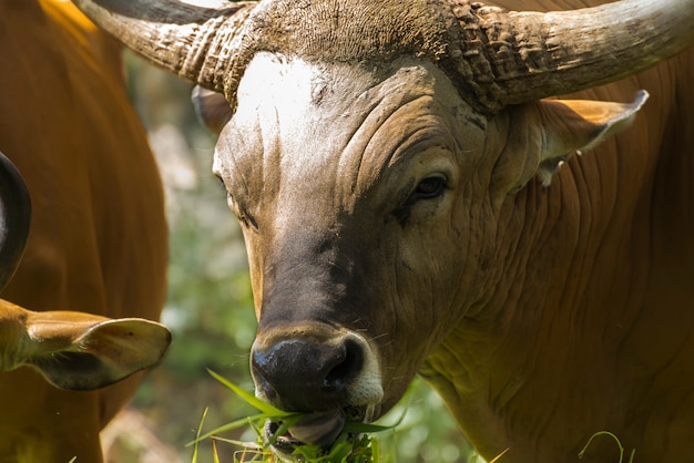 Banteng