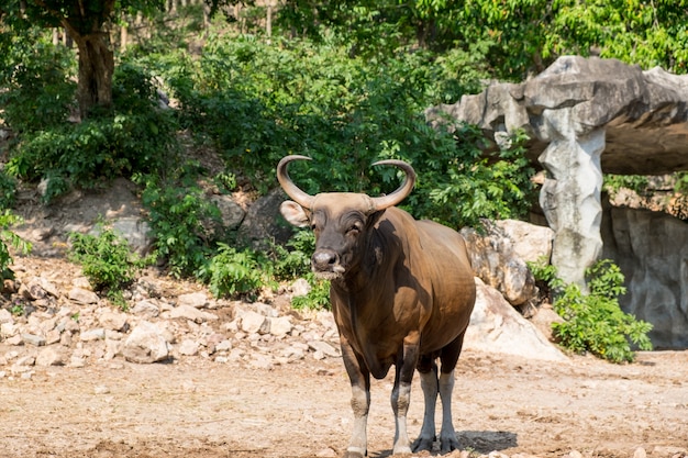 banteng