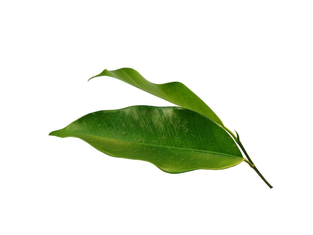 Banyan leaves Isolated on white background