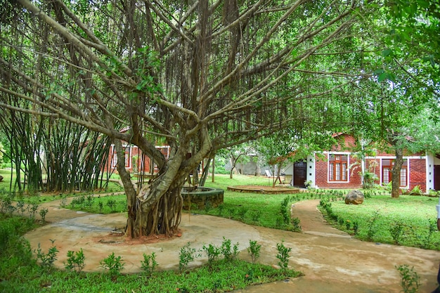 Banyan tree in the beautiful green garden stock image