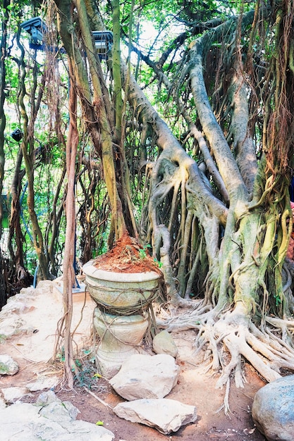 Banyan tree in Hanoi, Vietnam