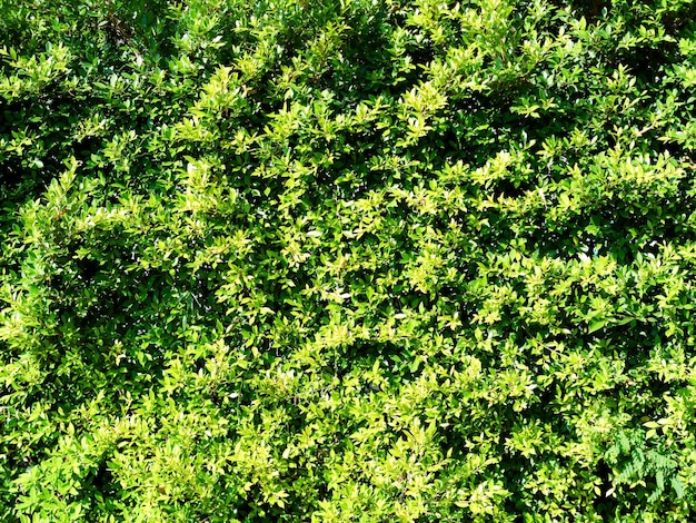 바니안 나무 식물 배경 Ficus Annulata 패턴 텍스처 디자인 자연 공원 봄 여름 벽 템플릿 열대 환경 생활 숲 가을 오래된 배경