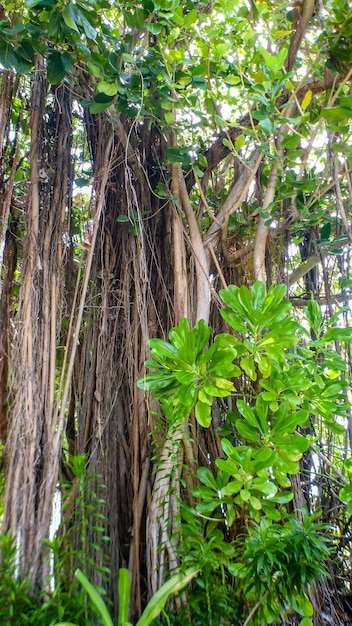 Banyan tree with airy roots on the Island, Maldives.