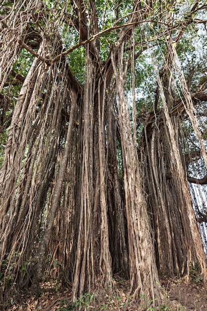 Banyan tree