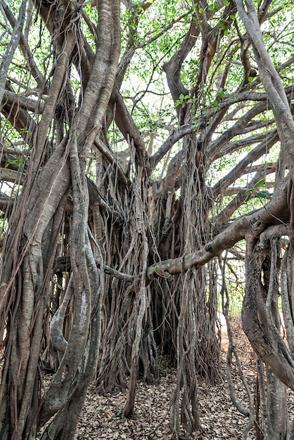 Banyan tree