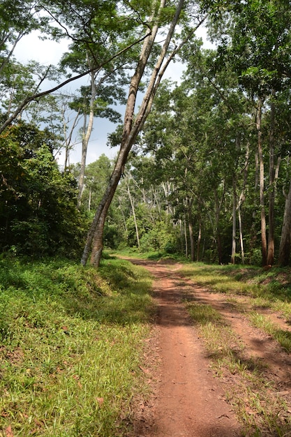 Banyuasin Forest