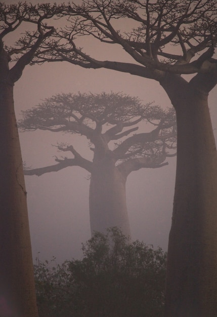 Baobab bij dageraad in madagaskar