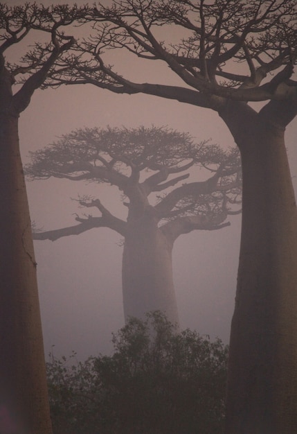マダガスカルの夜明けのバオバブ