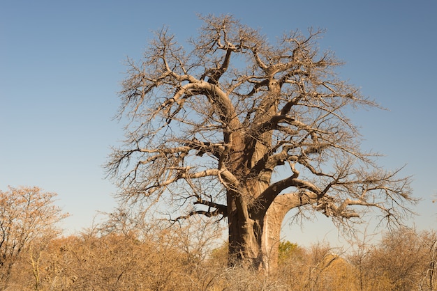 Baobab plant in the african savannah with clear blue sky. Botswana