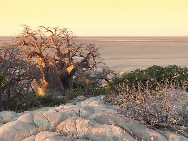 Photo baobab tree in botswana