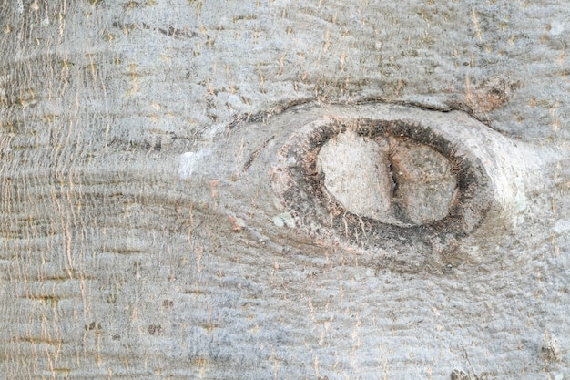 バオバブの木のテクスチャの背景
