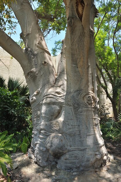 Baobab tree