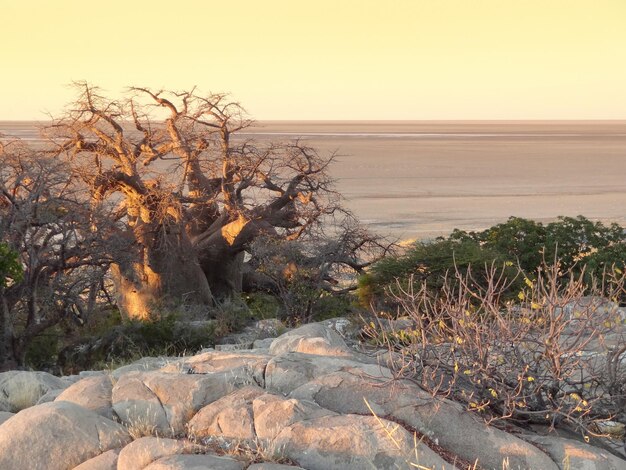 Foto baobabboom in botswana