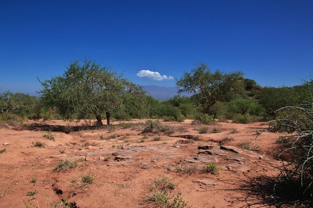 Baobabs in dorp van Bosjesmannen, Afrika