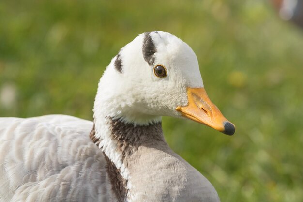 Photo bar headed goose close up portrait anser indicus