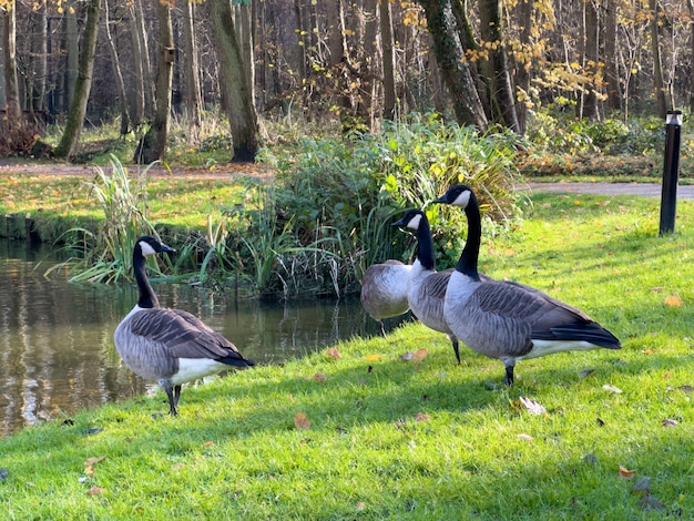 Фото Барные гуси на траве в парке рядом с озером