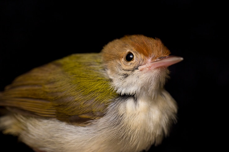 Фотография бар крылатая птица prinia на черном фоне