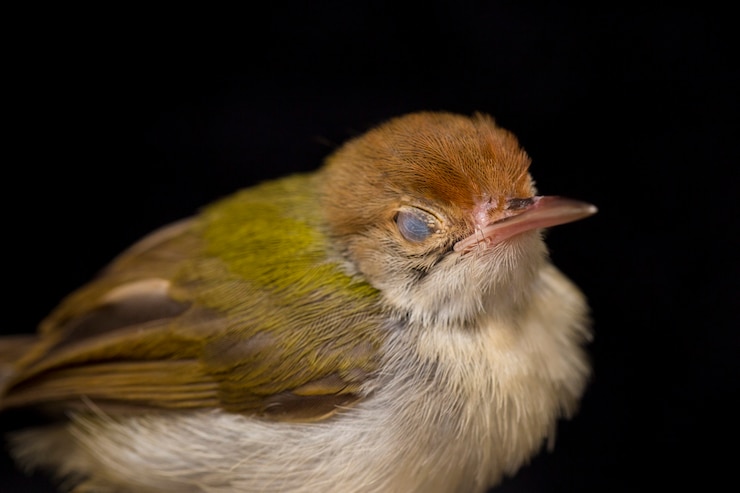 Фотография бар крылатая птица prinia на черном фоне