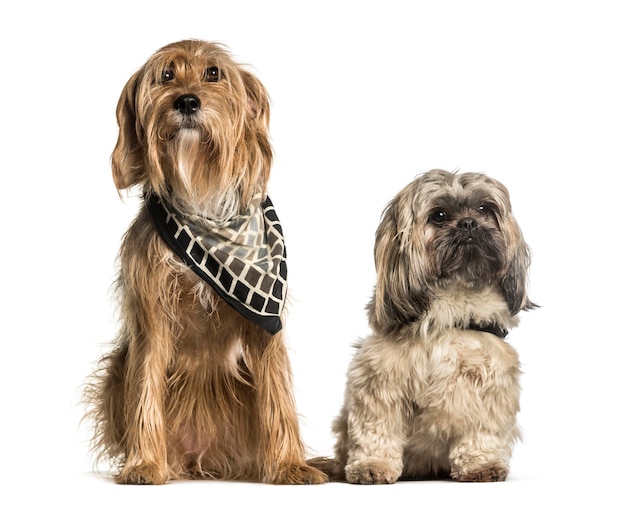 Barak of bosnische brokenhaired hound en shi tzu zitten tegen