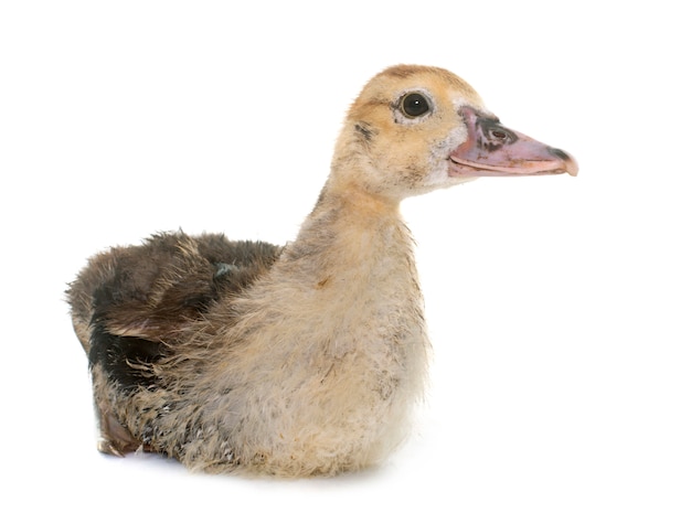 Barbarie duckling isolated