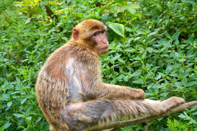 Barbarijse apen macaca sylvanus makaak monkey