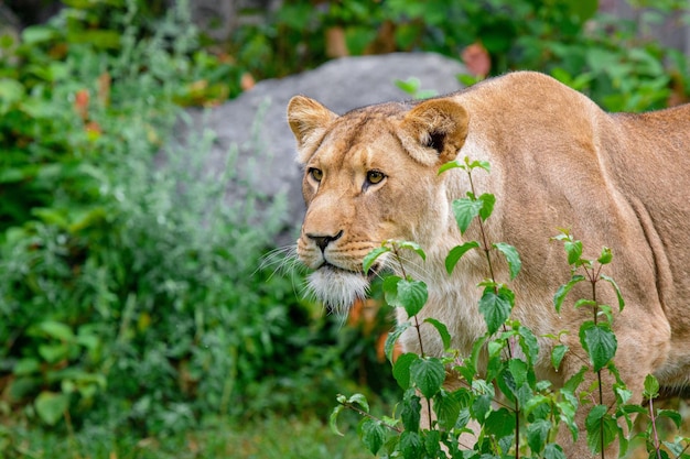 Barbarijse leeuw portret leeuwenkoning ook wel bekend als het Atlas leeuw Wildlife dier