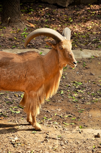 Barbarijse schapen