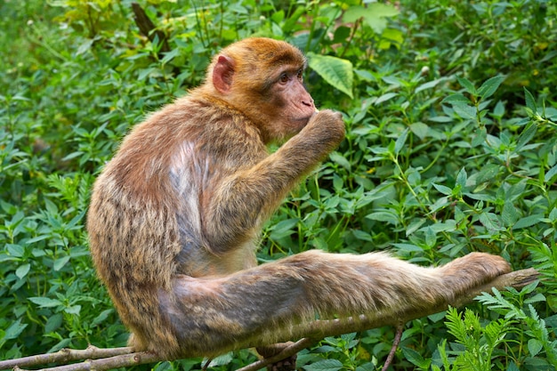 Barbary apes macaca sylvanus macaque monkey