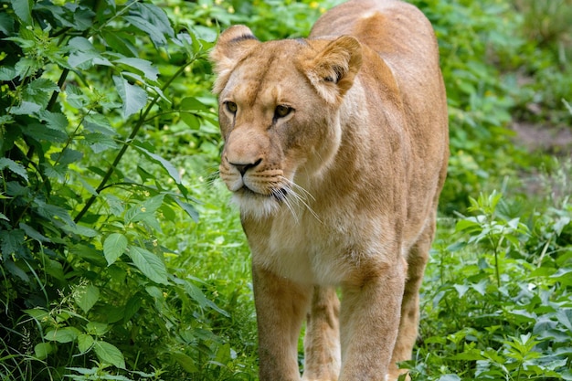 Barbary lion portrait lion king also known as the atlas lion\
wildlife animal