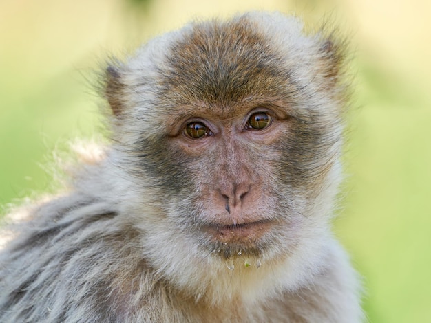 Barbary macaque Macaca sylvanus